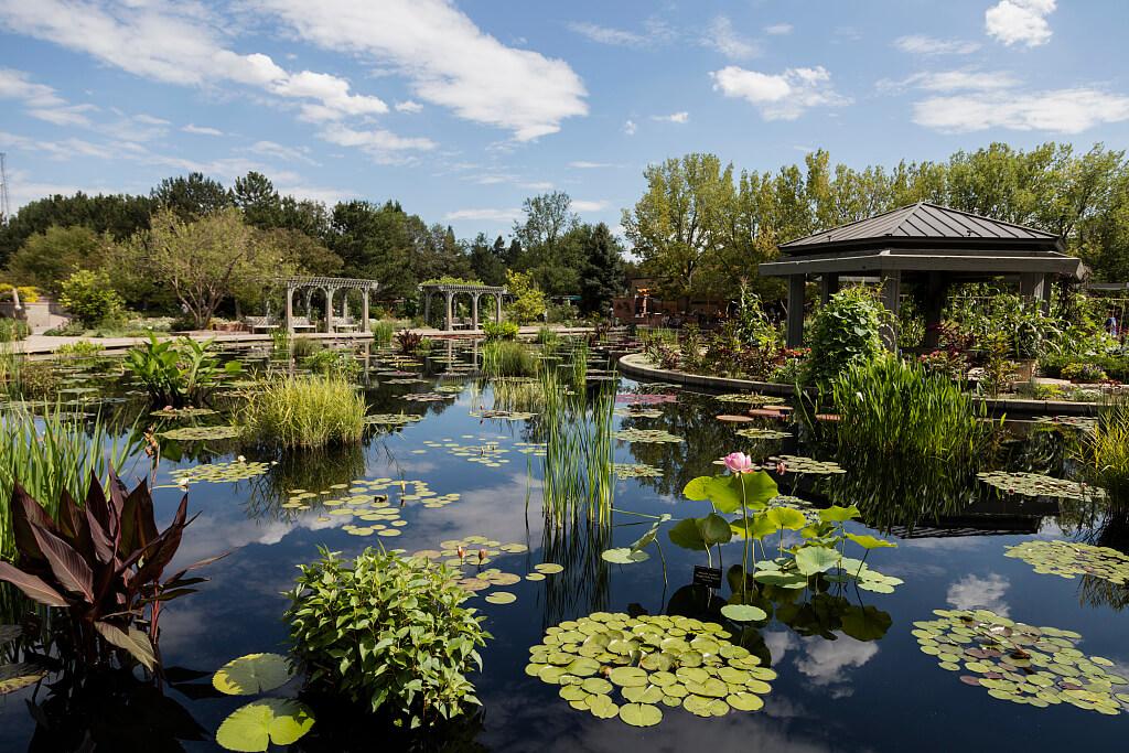 pond and greenery at Denver Botanic Gardens