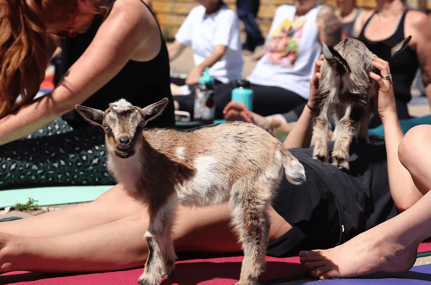 people doing yoga with goats