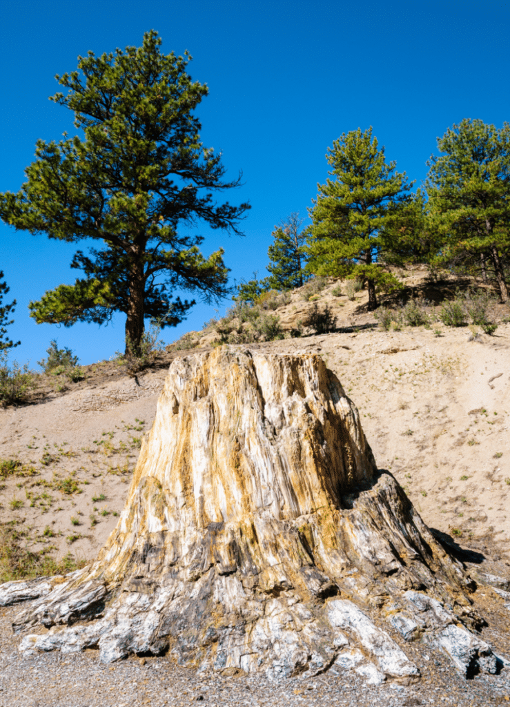 Petrified tree stump at Florissant Fossil Beds National Monument