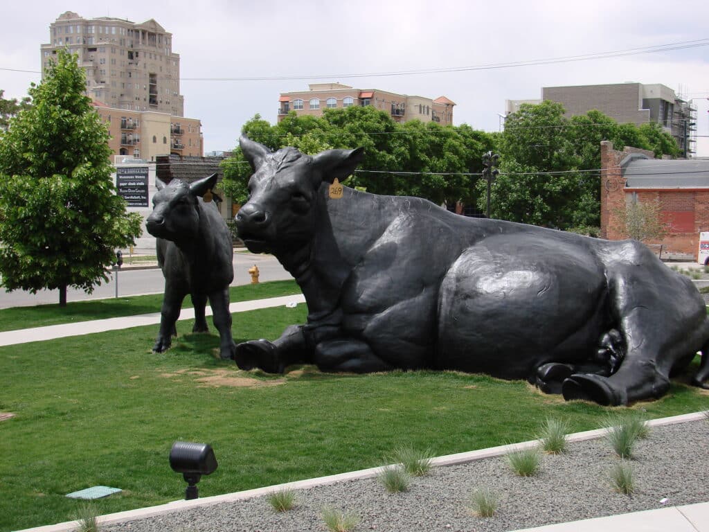 Scottish Angus Cow and Calf by Dan Ostermiller