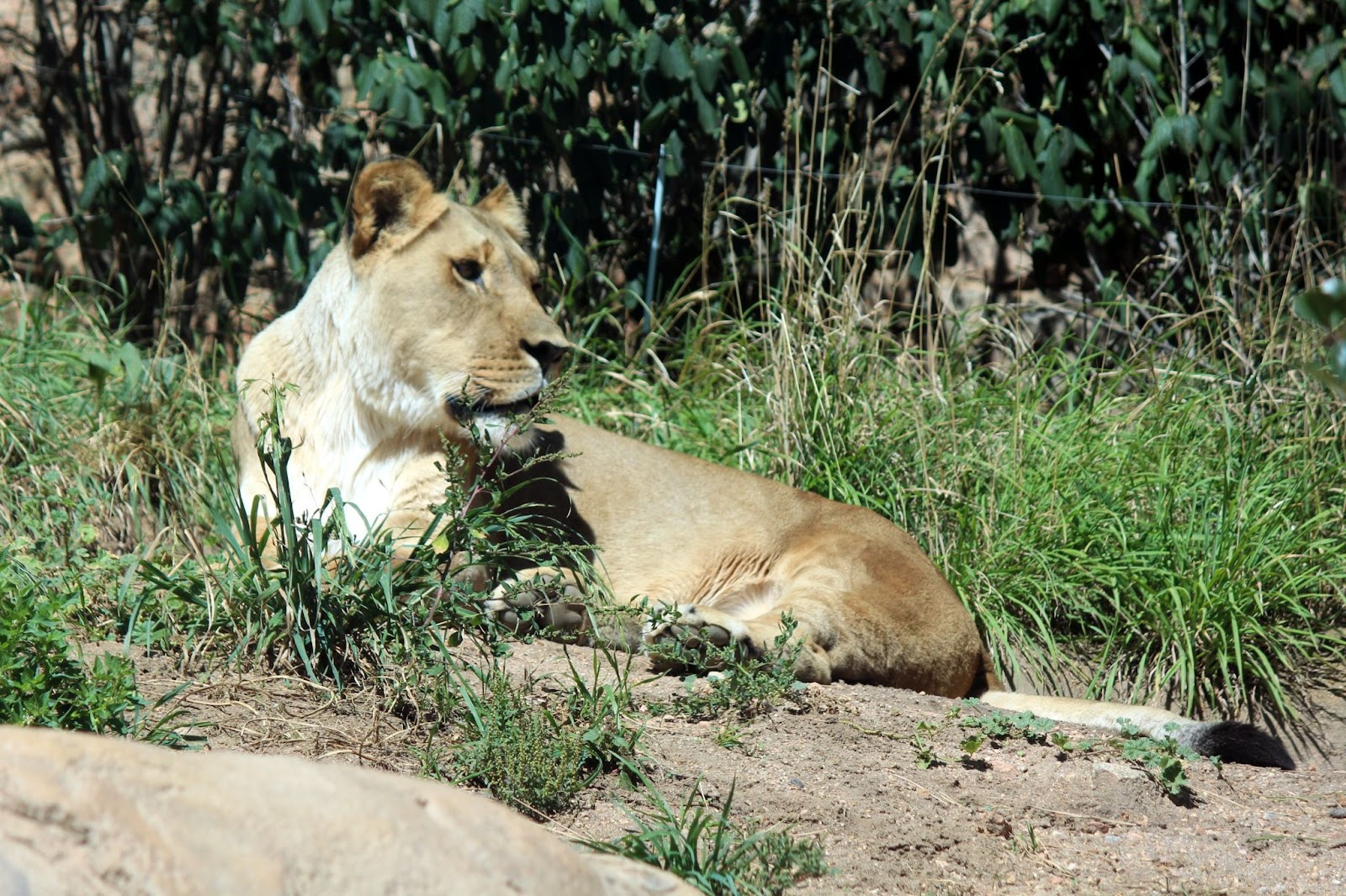 lion at Cheyenne Mountain Zoo in Colorado Springs, Colorado