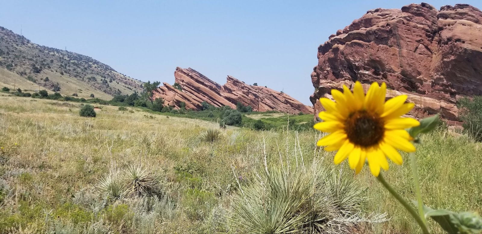 Yellow flower and scenery at Red Rocks Park