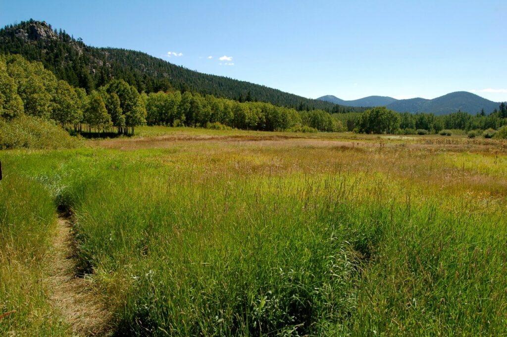meadow surrounded by trees at Golden Gate Canyon State Park