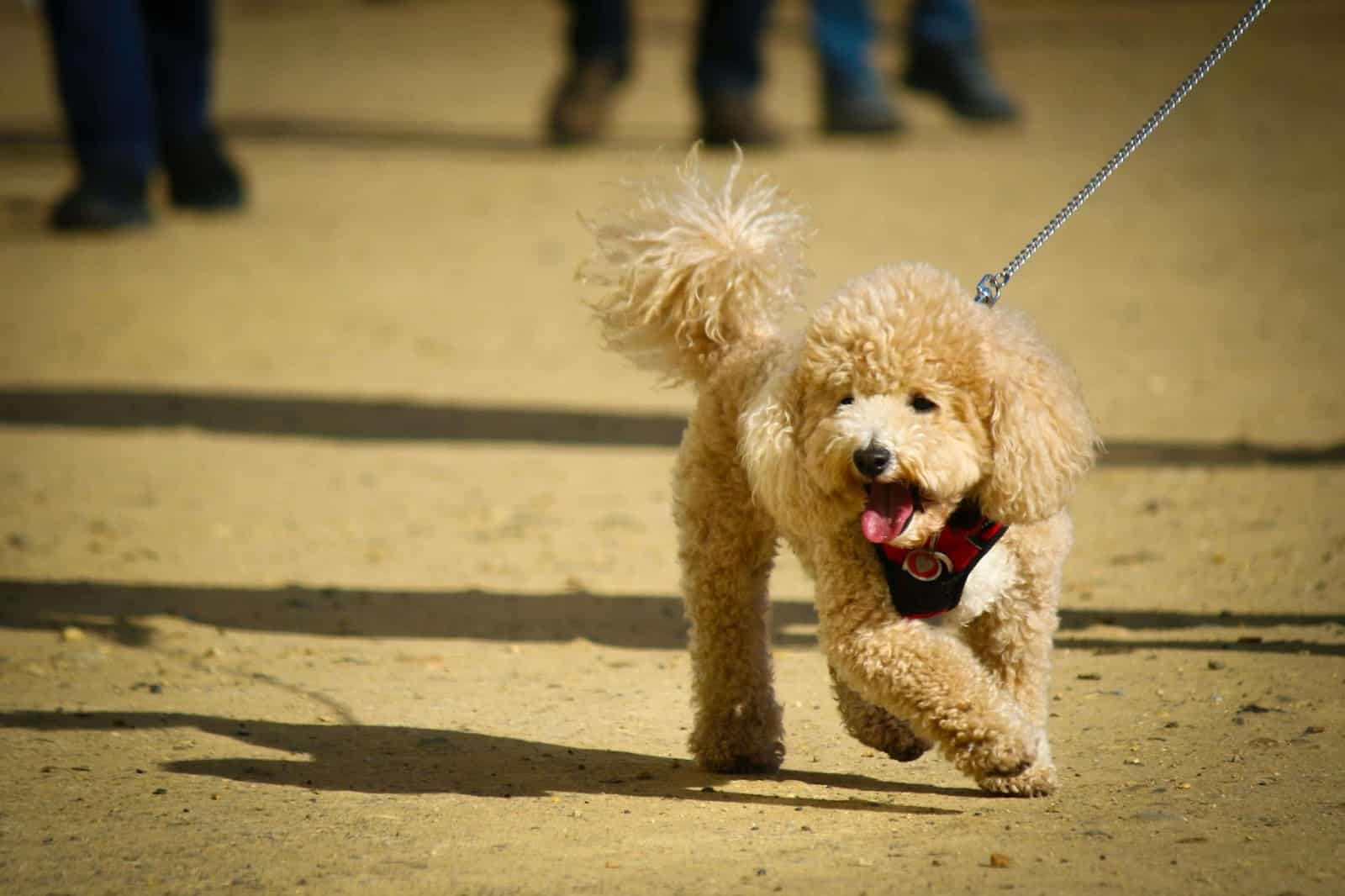 dog walking at a dog park